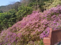 -广州市石门国家森林公园