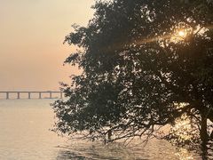 -宝安西湾红树林湿地公园