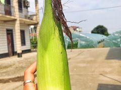 -南汇老顾农家乐采摘大团水蜜桃采摘店