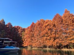 -上海海湾国家森林公园