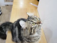 -李小姐の猫咖啡馆(五角场店)