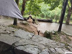 -都江堰中华大熊猫苑