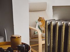 -猫大福·Fortune Cat猫舍(百子湾店)