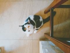 -猫咖时代(中山亭店)