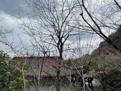 -杭州半山国家森林公园