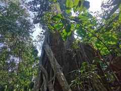 -中国科学院西双版纳热带植物园
