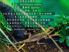 -上海大自然野生昆虫馆(东方明珠·爬宠昆虫探索中心)