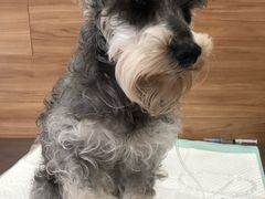 -爱侣宠医·鹦鹉专科·小型哺乳类·异宠专科(灵石路店)