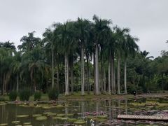 -中国科学院西双版纳热带植物园