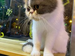 -平行世界·猫咖(首经贸店)