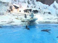 -帝企鹅自助餐厅•儿童岛•真企鹅(长隆企鹅酒店)