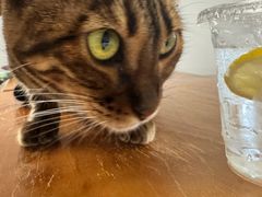 -Cappucimeow猫咪咖啡馆(韦伯时代店)