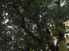 -云溪植物园