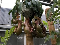 -汉堡王(北京通州领展店)