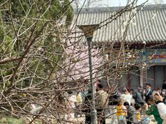 -桃花堤公园
