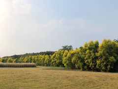 -白鹭湾湿地公园