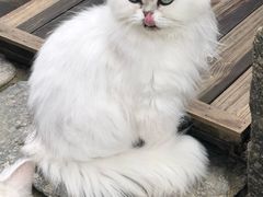 -喵屿·大理花园猫咖