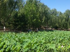 -东升八家郊野公园