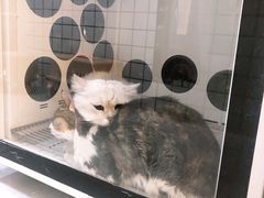 -袖虎宠物·金渐层缅因猫舍(灵芝店)