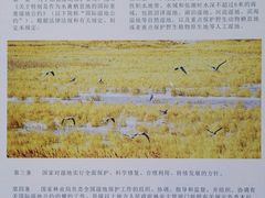 -重庆彩云湖湿地公园