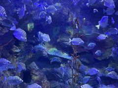 -太平洋海底世界