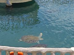 -广东惠东海龟国家级自然保护区