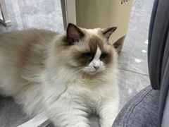 -爱洗澡的猫(天河路店)