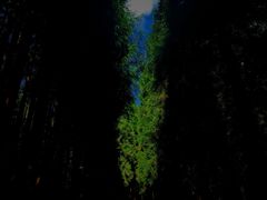 -武陵山森林公园