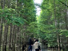 -桤木河湿地公园