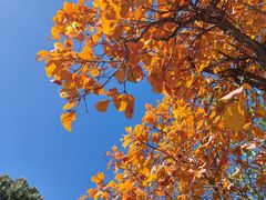 -北京西山国家森林公园