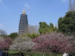 -红梅公园