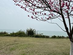 -西京湾花海
