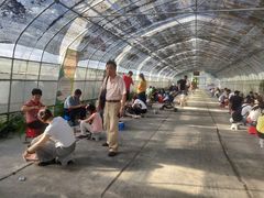 -前小桔亲子创意农场·草莓采摘·露营烧烤