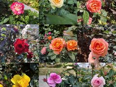 -人民公园(罗湖区)