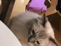 -滚猫咖啡·猫咖·猫友好撸猫(未来城店)