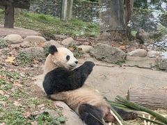 -都江堰中华大熊猫苑