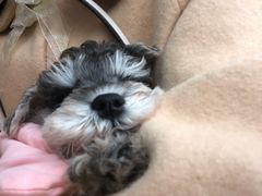 -爱侣宠医·鹦鹉专科·小型哺乳类·异宠专科(灵石路店)