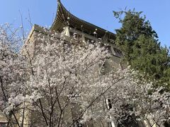 -武汉大学-樱园
