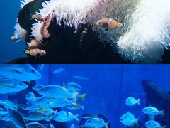 -海合安武汉极地海洋公园