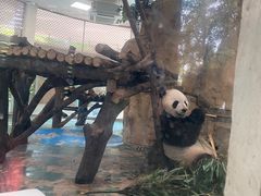 -成都动物园