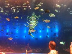 -瑞德姆美人鱼海底演艺主题餐厅(亚龙湾店)
