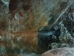 -东方巨龟苑景区