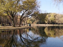 -上海共青森林公园