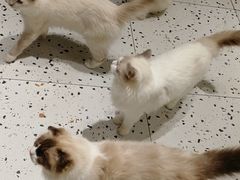 -喵喵咪呀布偶猫咖(春熙路店)