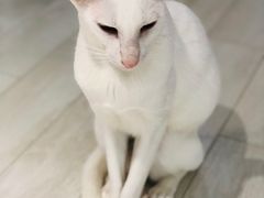-喵的天空名猫咖啡馆·撸猫·猫舍·用品