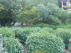 -十八棵（老龙井）御茶园(老龙井店)