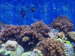 -珠海长隆海洋王国