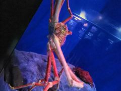 -新加坡海鲜共和(名胜世界圣淘沙海滨坊)