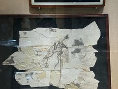 -安徽省地质博物馆