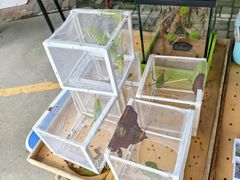 -中环花鸟鱼虫市场